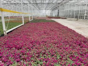 Colibri™ Cherry Lace