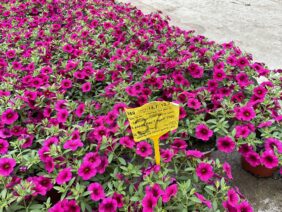 Colibri™ Cherry Lace