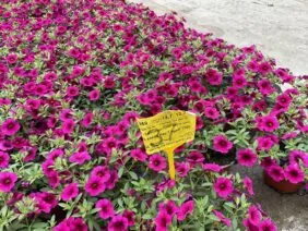 Colibri™ Cherry Lace