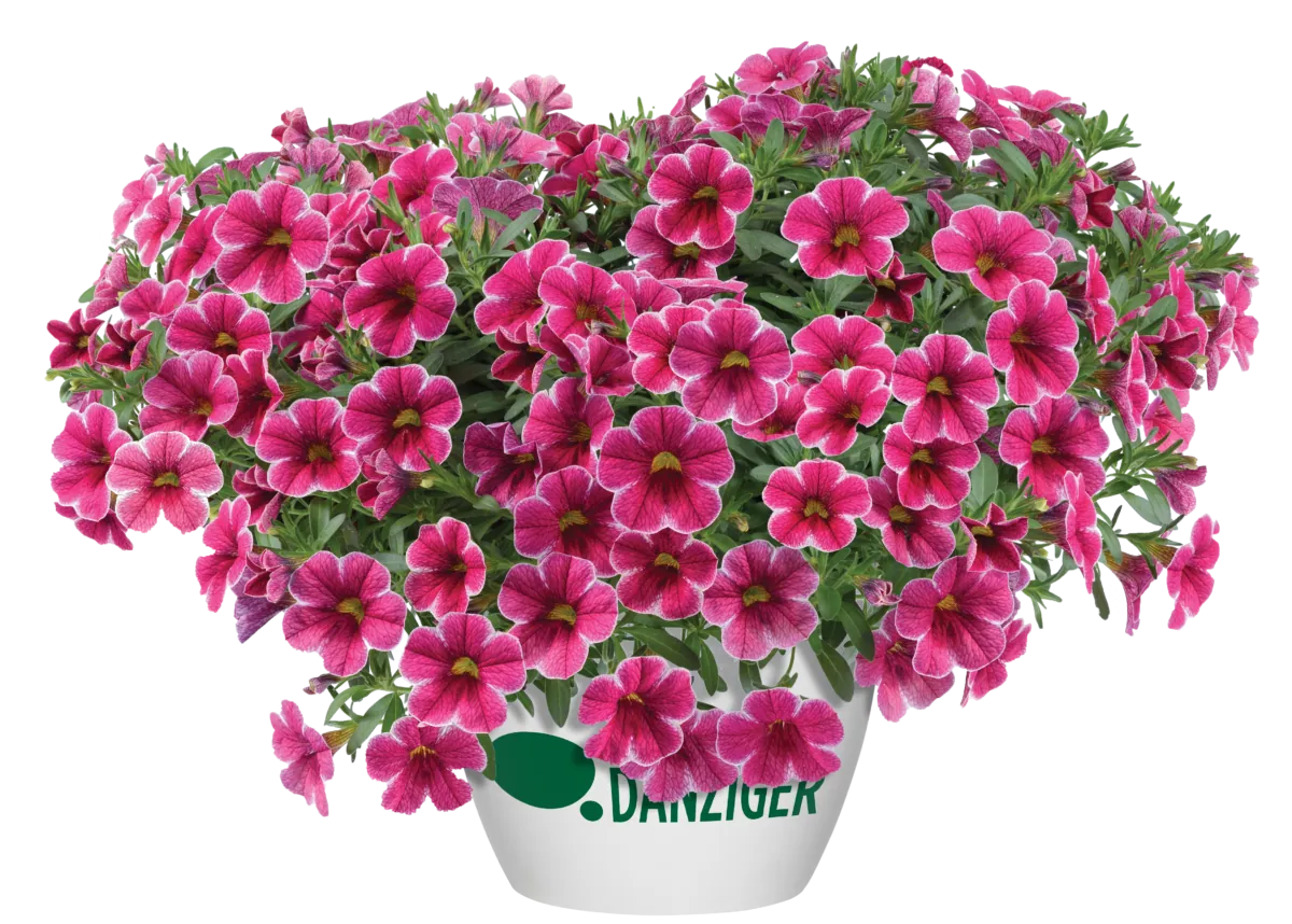 Colibri™ Cherry Lace