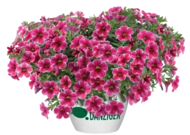 Colibri™ Cherry Lace