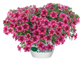 Colibri™ Cherry Lace