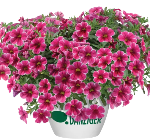 Colibri™ Cherry Lace