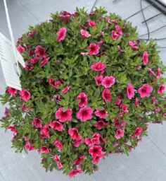 Colibri™ Cherry Lace