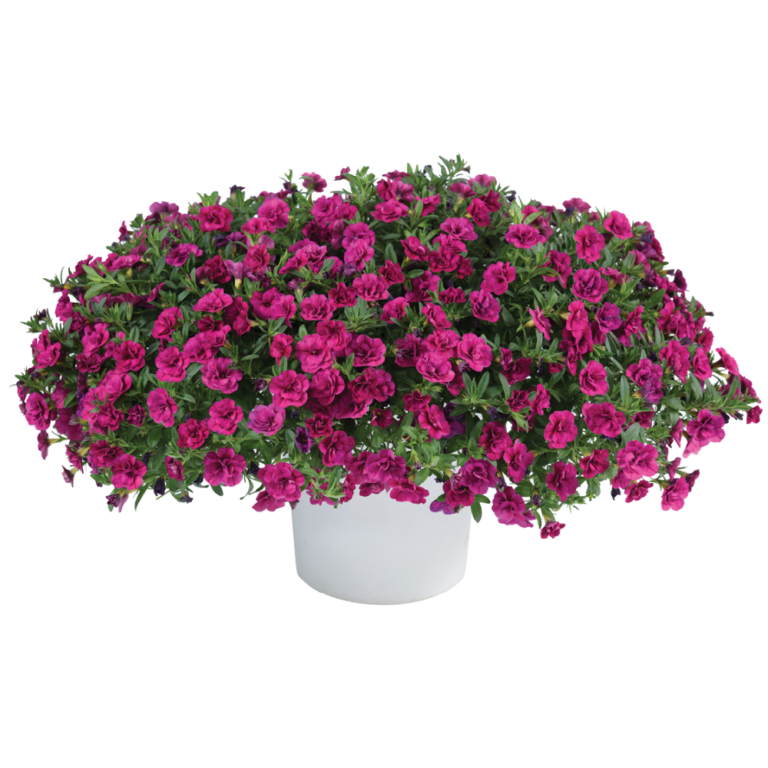 Colibri™ Pink Flamingo - Danziger