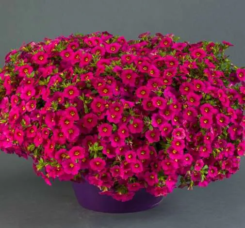 Colibri™ Fuchsia