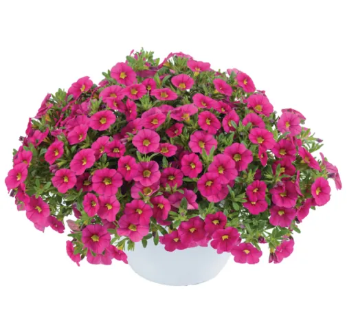 Colibri™ Fuchsia