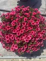 Colibri™ Malibu Pink