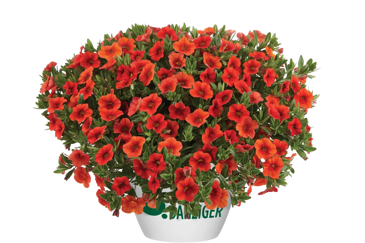 Colibri™ Orange