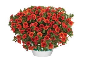 Colibri™ Orange