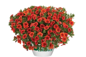 Colibri™ Orange
