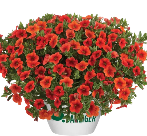 Colibri™ Orange