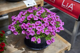 Colibri™ Pink Flamingo