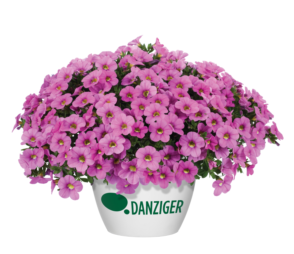 Colibri™ Pink Flamingo - Danziger