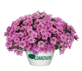 Colibri™ Pink Flamingo