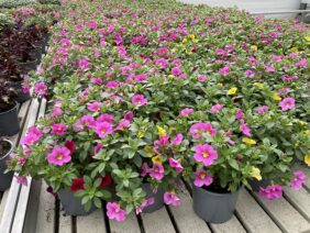 Colibri™ Pink Flamingo