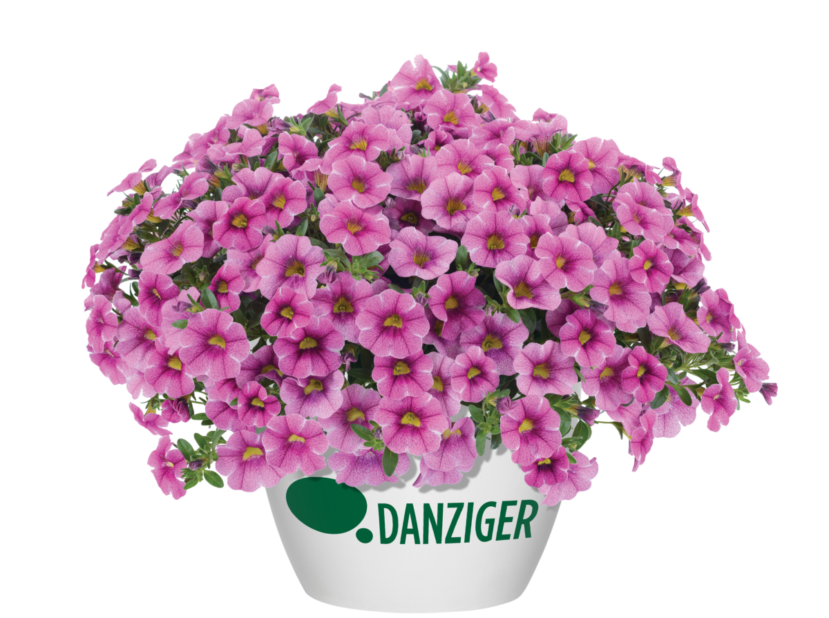 Colibri™ Pink Lace - Danziger