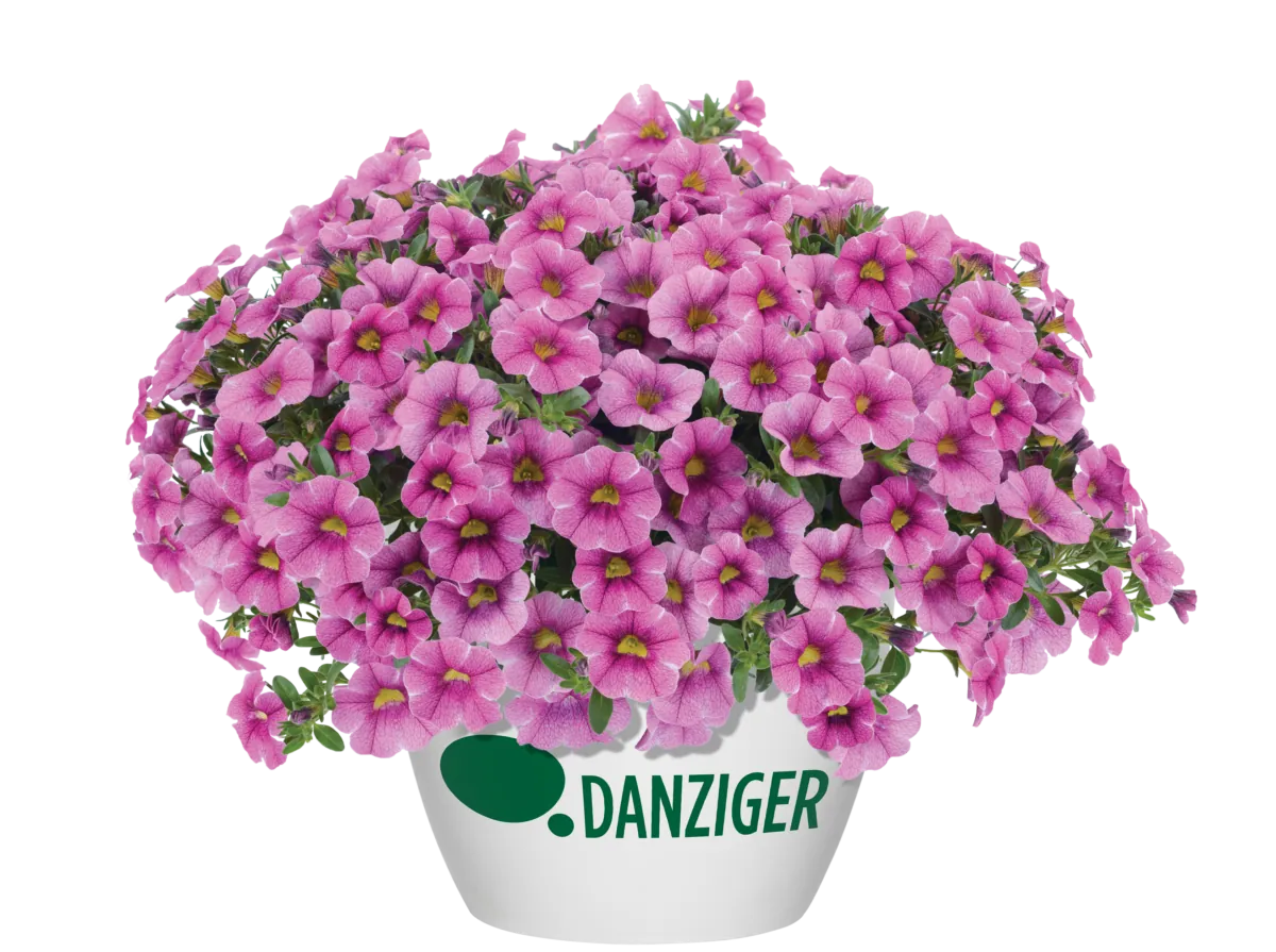 Colibri™ Pink Lace