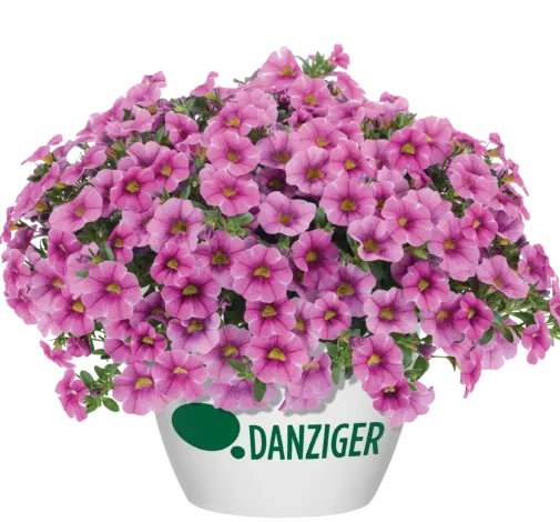 Colibri™ Pink Lace