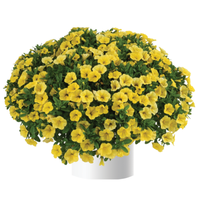 Colibri™ Pink Flamingo - Danziger