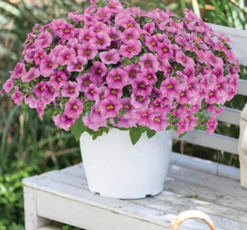 Colibri™ Pink Lace - Danziger