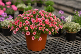 Colibri™ Cherry Lace