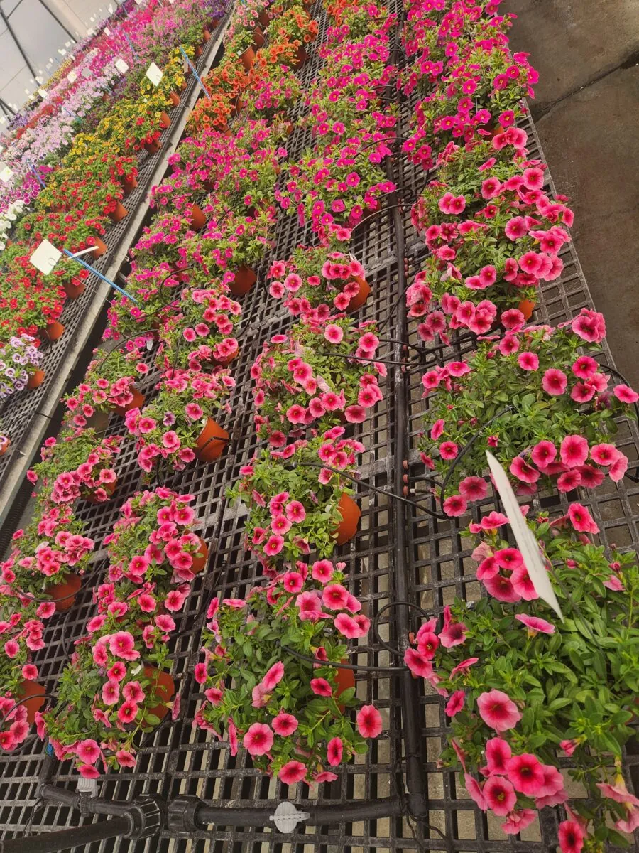 Colibri™ Malibu Pink