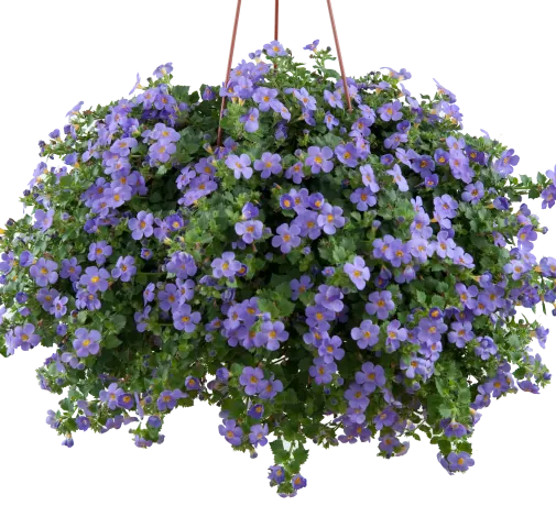 Scopia® Gulliver Blue