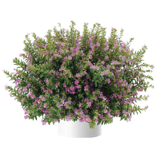 Cupid™ Purple Improved