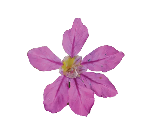 Cupid™ Purple Improved