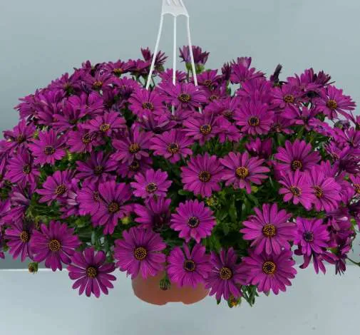 Osticade™ Purple