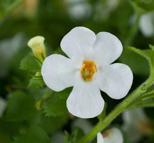 Scopia® Gulliver Compact White