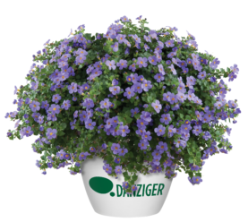 SCOPIA ® GULLIVER™ - Danziger