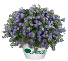 Scopia® Gulliver Blue Sensation
