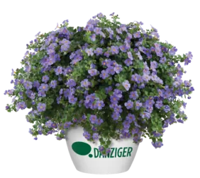 Scopia® Gulliver Blue Sensation