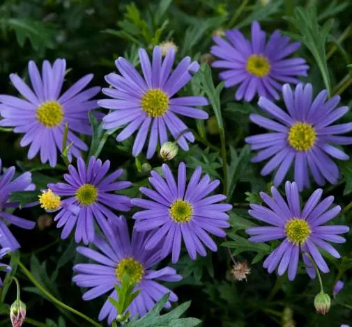 Brasco™ Violet