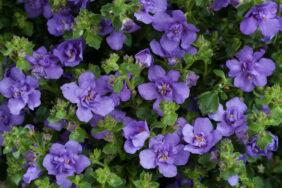 Scopia® Double Indigo