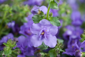 Scopia® Double Indigo