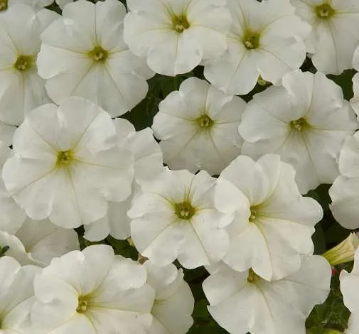 White Ray™