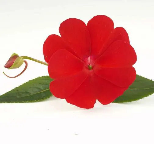 Harmony® Red Cardinal