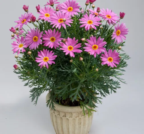 Angelic™ Giant Pink