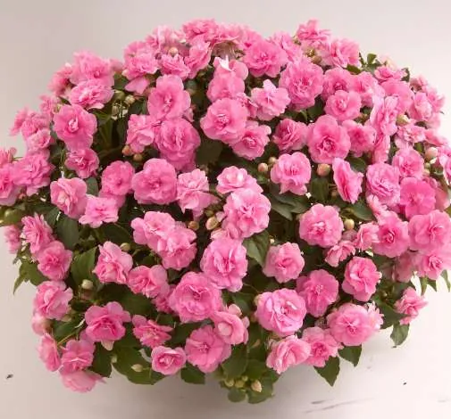Musica® Pink Aroma