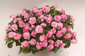 Musica® Bicolor Pink