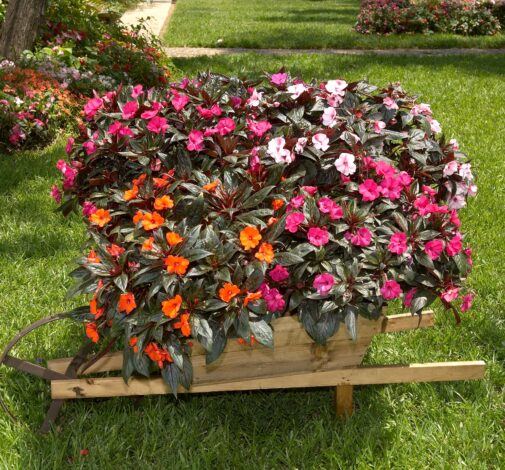 Harmony® Orange Blaze