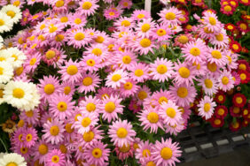 Angelic™ Giant Pink