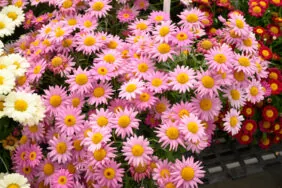 Angelic™ Giant Pink