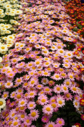 Angelic™ Giant Pink