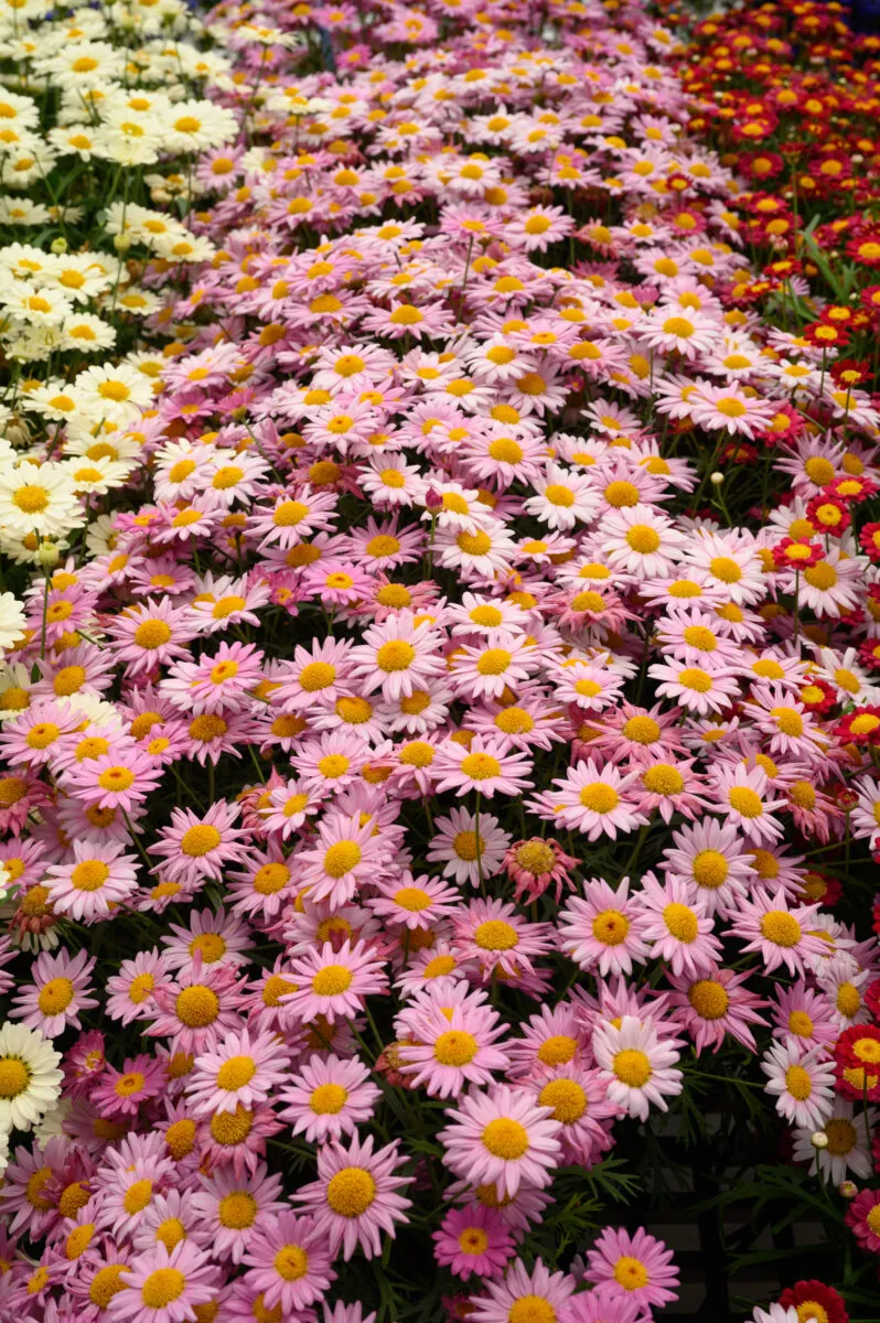 Angelic™ Giant Pink