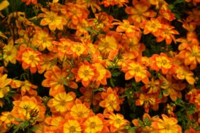 Blazing™ Embers