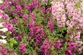 Alonia™ Big Dark Pink